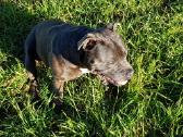 Parduodami Anglų Staffordshyro bullterjero šuniuka - nuotraukos Nr. 8