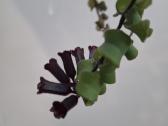 Aeschynanthus japhrolepis Twister - nuotraukos Nr. 2