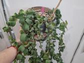 Aeschynanthus japhrolepis Twister - nuotraukos Nr. 3