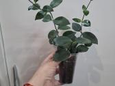 .Aeschynanthus Mona Lisa - nuotraukos Nr. 2
