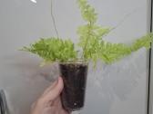 Nephrolepis 'Boston Blonde - nuotraukos Nr. 2