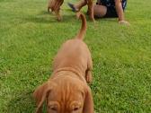 Vizsla Šuniukai pasiruošę keliauti į naujus namus - nuotraukos Nr. 31
