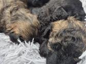 Rezervuojami nykštukinių pudelių šuniukai - nuotraukos Nr. 7