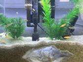 Akvariumo dekoracija - nuotraukos Nr. 6