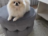 Mini Pomeranijos špicukė - nuotraukos Nr. 2
