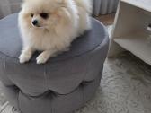 Mini Pomeranijos špicukė - nuotraukos Nr. 3