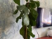 Fikusas lyrata - nuotraukos Nr. 6