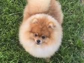 Pomeranijos špicai su lkd/fci kilmės dokumentais - nuotraukos Nr. 3