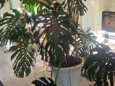 Didelė monstera - nuotraukos Nr. 2