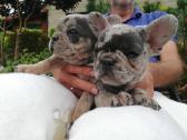 Prancuzu buldogai/prancuziukai/french bulldog - nuotraukos Nr. 8