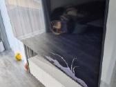 Samsung Qe65q77t televizorius, su ekrano defektu - nuotraukos Nr. 2