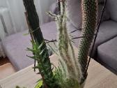 Flora - nuotraukos Nr. 2