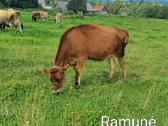 Džersių veislės karvės ir telyčios - nuotraukos Nr. 15
