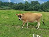 Džersių veislės karvės ir telyčios - nuotraukos Nr. 8