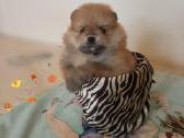 Pomeranijos nykštukinių špicai Boo - nuotraukos Nr. 12