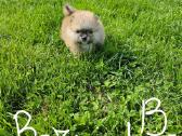 Pomeranijos nykštukinių špicai Boo - nuotraukos Nr. 23