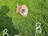 Pomeranijos nykštukinių špicai Boo - nuotraukos Nr. 25