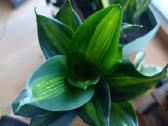 Įvairios Sansiveria - nuotraukos Nr. 12