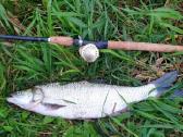 Shimano Conquest 101 rite - nuotraukos Nr. 7