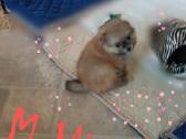 Pomeranijos nykštukinių špicai Boo - nuotraukos Nr. 15