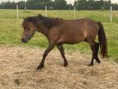 Ponis - nuotraukos Nr. 2