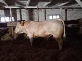 Puiki ivesticija i bandos didinima 600kg - nuotraukos Nr. 10