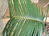 Kambarine gele"cikus"-palme. - nuotraukos Nr. 4