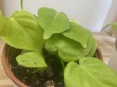Filodendras Limon Lime - nuotraukos Nr. 3