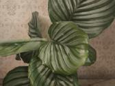 Calathea Orbifolia Kalateja - nuotraukos Nr. 2