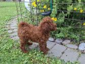 Pudelyte Toy mergyte miniuke Red 2mėn. - nuotraukos Nr. 2