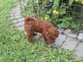 Pudelyte Toy mergyte miniuke Red 2mėn. - nuotraukos Nr. 3