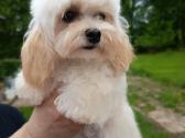 Maltipoo mergaites - nuotraukos Nr. 2