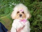 Maltipoo mergaites - nuotraukos Nr. 3