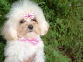 Maltipoo mergaites - nuotraukos Nr. 4