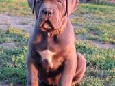 Cane Corso šuniukai su Ksu/fci dokumentais - nuotraukos Nr. 2
