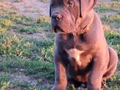 Cane Corso šuniukai su Ksu/fci dokumentais - nuotraukos Nr. 7