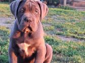 Cane Corso šuniukai su Ksu/fci dokumentais - nuotraukos Nr. 8