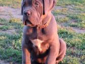 Cane Corso šuniukai su Ksu/fci dokumentais - nuotraukos Nr. 9