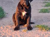 Cane Corso šuniukai su Ksu/fci dokumentais - nuotraukos Nr. 10