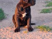 Cane Corso šuniukai su Ksu/fci dokumentais - nuotraukos Nr. 11