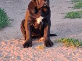 Cane Corso šuniukai su Ksu/fci dokumentais - nuotraukos Nr. 12