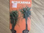 Beaucarnea - nuotraukos Nr. 2