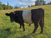 Galloway (galovėjai) veislės buliukai - nuotraukos Nr. 2