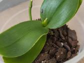 Orchidėja - nuotraukos Nr. 2