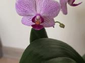 Orchidėja - nuotraukos Nr. 4