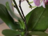 Orchidėja - nuotraukos Nr. 5