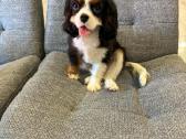 Kavalieriaus karaliaus Karolio spanieliukai - nuotraukos Nr. 4