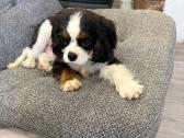 Kavalieriaus karaliaus Karolio spanieliukai - nuotraukos Nr. 7
