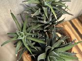 Didelė Haworthia - nuotraukos Nr. 2