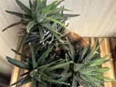Didelė Haworthia - nuotraukos Nr. 3